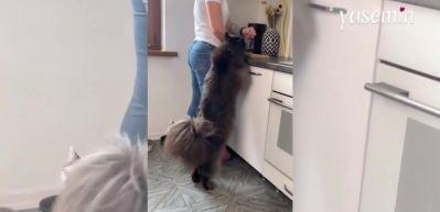 49 milyon kişi gözlerine inanamadı! Sosyal medyada viral olan kedi görenleri hayrete düşürdü