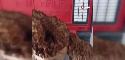 Muğla'da doğa yürüyüşünde dev kuzugöbeği mantarı şaşkınlığı: Toplam ağırlığı 1 Kilo 800 gram!