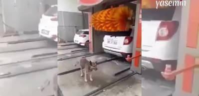 Temizlenmek için oto yıkama dükkanını tercih eden sevimli köpek
