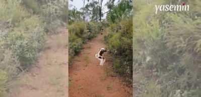 2 lemur Madagaskar ormanlarında böyle görüntülendi!