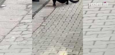 Kediye su veren vatandaş Rus turistin dikkatini çekti! "Dünyamız henüz tam çürümemiş"