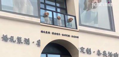 Köpekler için yapılan seyir terası sosyal medyada büyük beğeni topladı!