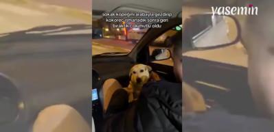 Sokak köpeğiyle böyle vakit geçirdiler: Önce gezdirdiler sonra karnını doyurdular!