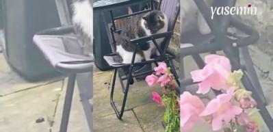 Tombul kedi sandalyede oturmakta zorluk çekti! Görenlerin yüzünü güldüren o anlar...