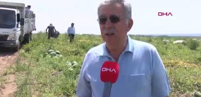 Adana’da sezonun ilk karpuz hasadı yapıldı: Rekolte düşük, kalite yüksek