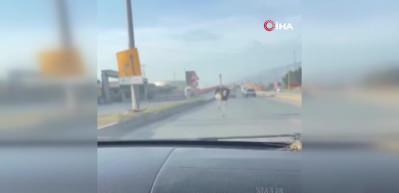 Ana yolda deve kuşunu gören sürücünün tepkisi herkesi güldürdü