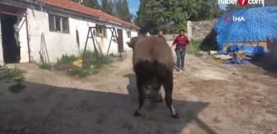 &Ccedil;anakkale'de 3 yaşındaki kurbanlığın ağırlığı 1,5 ton!