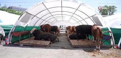 Kurban Bayramı'na sayılı günler kala pazarlarda hareketlilik başladı