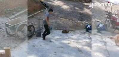 Bal hediye etmek istedi olanlar oldu! Bir köpek sahibine...