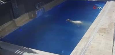 Kurbanlık koçun havuz sefası