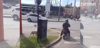 Bir anda motorun arkasına atlayan köpek böyle kaydedildi!