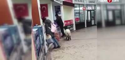Kurban Bayramı'nda otogara giren inat&ccedil;ı ke&ccedil;i &ccedil;ekmeceden paraları alıp gitti