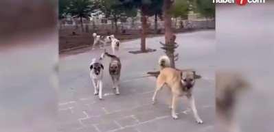 Sokak köpeği saldırıları bitmek bilmiyor! Mardin'de 7 yaşındaki Zeynep dehşeti yaşadı