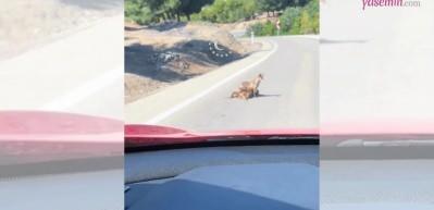 Anne tilki yavrularını emzirebilsin diye otobanda yolu kapattı!