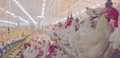 Tavuk eti üretiminde yüzde 23,5’lik artış, yumurta üretiminde düşüş