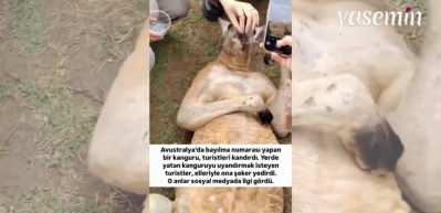 Bir kanguru bayılma numarası yaparak turistleri böyle kandırdı!