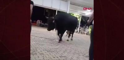 Kızgın boğa para takmak için yaklaşan vatandaşı havaya fırlattı