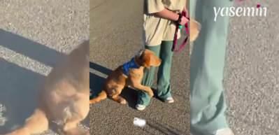 İlk kez inek gören köpeğin verdiği tepki görenleri güldürdü!