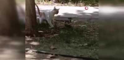 Kediye saldıran fare şaşırttı! Diyarbakır'da alışılmadık anlar