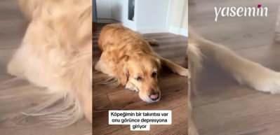 Valiz görünce depresyona giriyor! Sadece bir kere tatile götürülmeyen köpek...