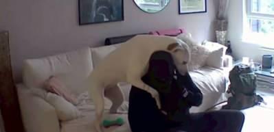Ev sahibi köpek ile hırsızın görüntülerini görünce şaşırdı kaldı!