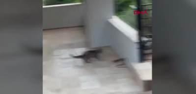 Kedi ile yılanın birbirleriyle mücadelesi kamerada