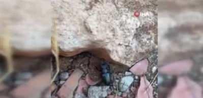 Tunceli'de nesli tükenme tehlikesindeki geyik böceği görüntülendi