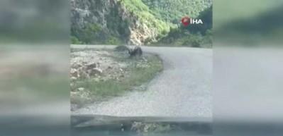 Artvin’de kartal yılan avlarken görüntülendi