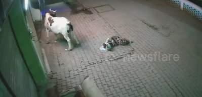 Başıboş inek, yoldan geçen kadına saldırdı... Kadını havaya fırlattı