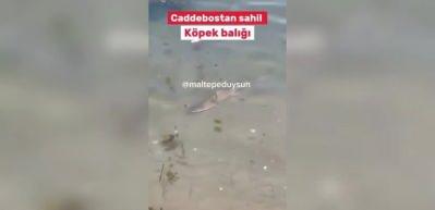 İstanbul'da köpekbalığı şaşkınlığı! Vatandaşlar gözlerine inanamadı