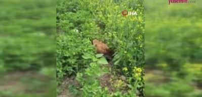 Anne her yerde anne! Anne tavuk yavrularını korumak için resmen aslan kesildi