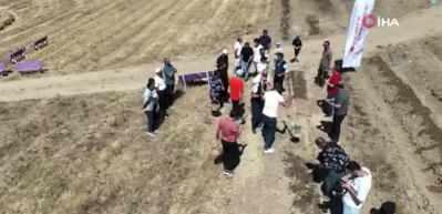 Safranbolu&rsquo;da altın değerinde safran &uuml;retimi