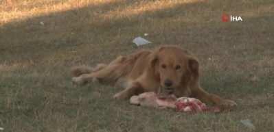 İstanbul Valiliği, okullar a&ccedil;ılmadan &ouml;nce sahipsiz k&ouml;peklerin toplanmasını emretti