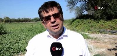 Kırkağaç kavununda ilk hasat başladı: Bu yıl 30 bin ton rekolte bekleniyor
