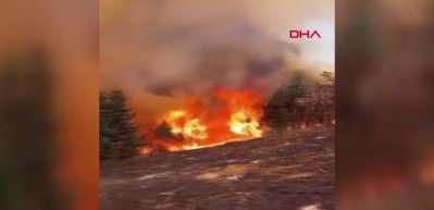 Maraş'ta arıları sakinleştirmek isterken 80 hektar ormanı yaktı