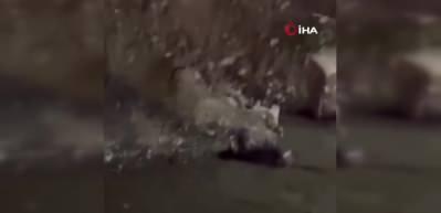 Nesli tehlike altında olan Su samuru balık ziyafeti yaparken görüntülendi