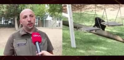 Yurda ka&ccedil;ak yollarla getirilen yavru goril 'Zeytin' Nijerya'ya g&ouml;nderiliyor