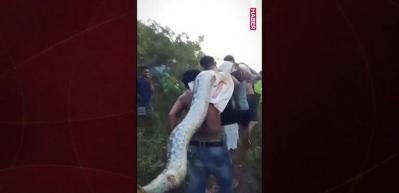 Endonezya’da tüyler ürperten anlar: Dev piton köyü ayağa kaldırdı