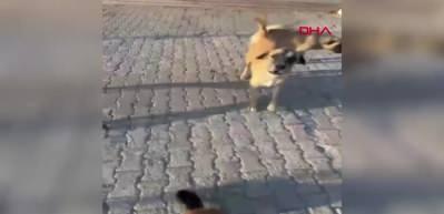 K&ouml;pek tehididi vatandaşı canından bezdirdi! G&ouml;r&uuml;nt&uuml;ler Muğla'dan...