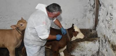 Şap hastalığına karşı aşı sonrası hayvan pazarları yeniden a&ccedil;ıldı