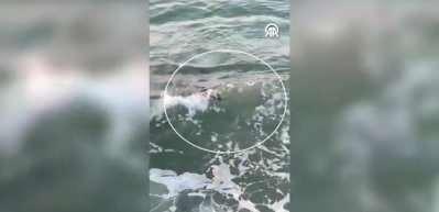 Marmara'da görülen su samuru herkesin yüzünü güldürdü