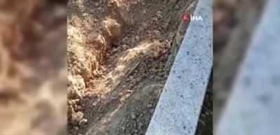Karabük’te ayılar mezarları tahrip etti, köylüler tedirgin