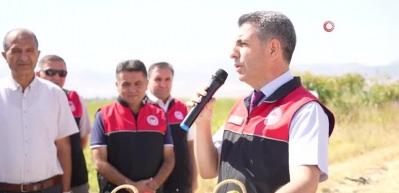 Muş’ta 40 bin dekar karpuz hasadı başladı, 2 milyar lira gelir bekleniyor