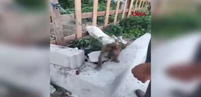 Şiddet uygulanan maymun, kurtarılıp korumaya alındı