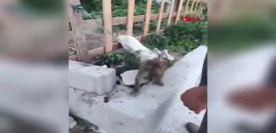 Sahibinin şiddet uyguladığı maymun koruma altına alındı
