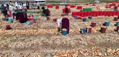 Ankara Evren’de soğan hasadı başladı