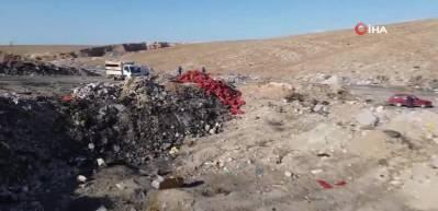 Boş araziye dökülen tonlarca soğanı vatandaşlar evlerine götürdü