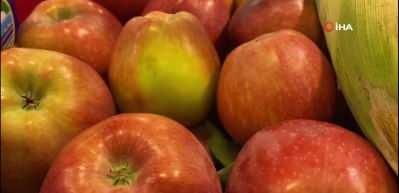 Elma ve limon ihracatı kayda bağlandı