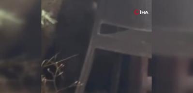 Kızılcahamam’da ayı lokantaya girdi, masaya oturdu!