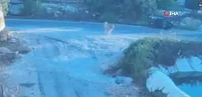Köpek saldırınca motor devrildi